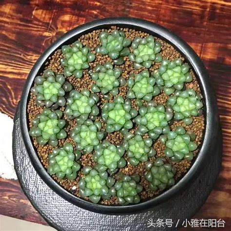 種多肉|[多肉養護知識] 簡單 6 步驟，教你種多肉，馬上變成綠手指 – 狂買。